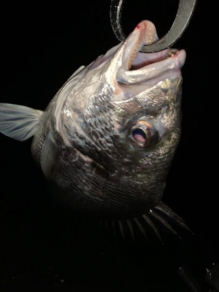 チヌハンターパート6