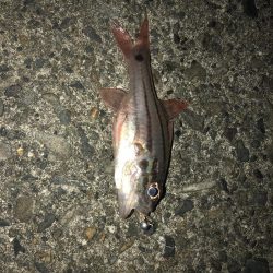 四国南西部遠征