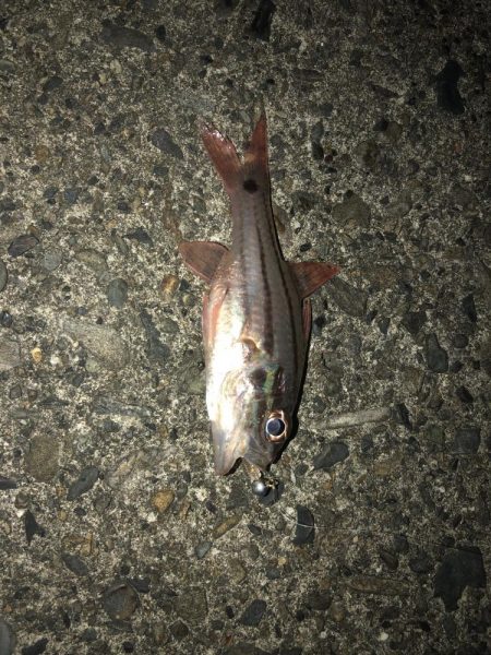 四国南西部遠征