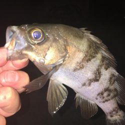 たかたかの釣り日記