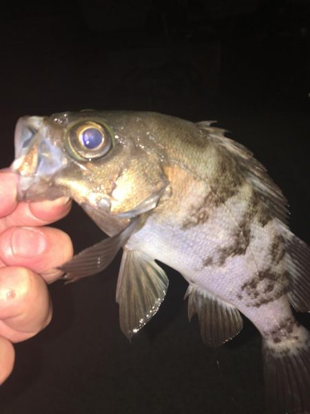 たかたかの釣り日記