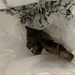 まだ、ガシラは釣れるのか