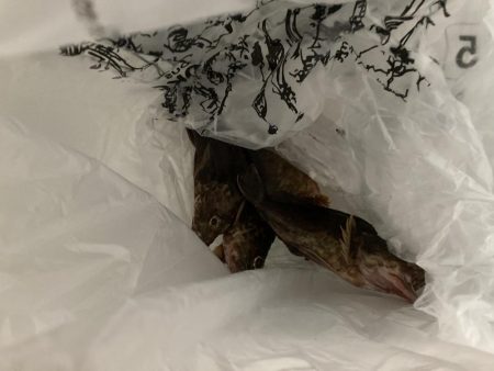 まだ、ガシラは釣れるのか