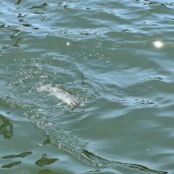 3回目のフカセ釣りでやっと釣れました。