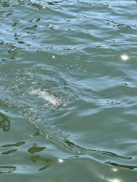 3回目のフカセ釣りでやっと釣れました。