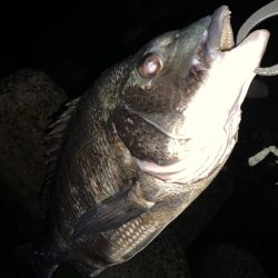 チヌハンターパート5