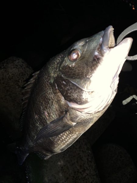 チヌハンターパート5