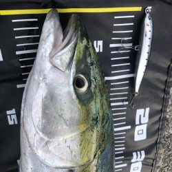 久しぶりのメジロ