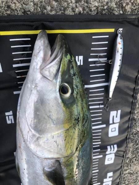 久しぶりのメジロ