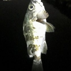 ジグ単メバリング