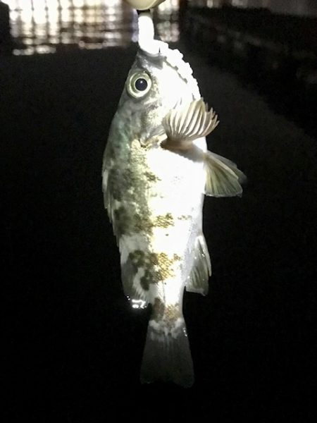 ジグ単メバリング