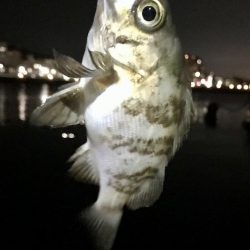 ジグ単メバリング