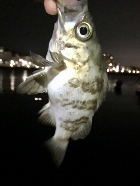 ジグ単メバリング