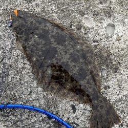 ヒラメとその他