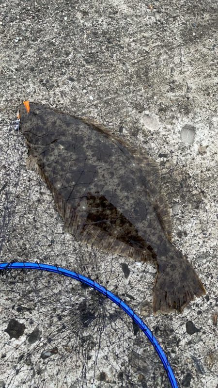 ヒラメとその他