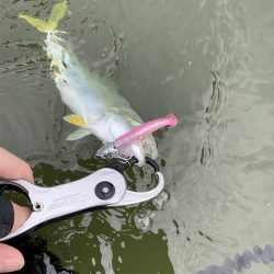 ウェーディングでツバス