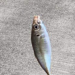 今年最初のサビキ釣り