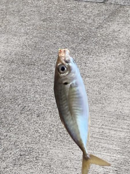 今年最初のサビキ釣り