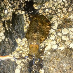 ボチボチエギング