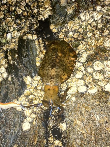 ボチボチエギング