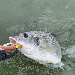 淀川ウェーディング(デイゲーム)