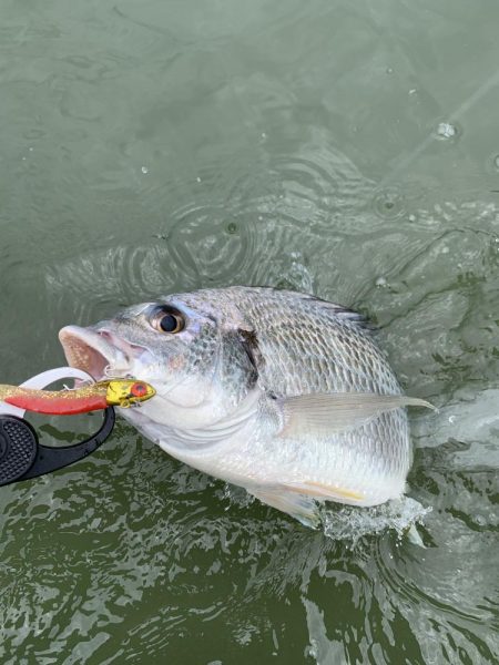 淀川ウェーディング(デイゲーム)