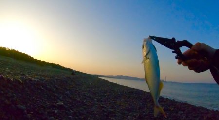 初夏のサーフで青物LSJ