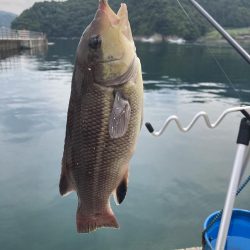紀州釣り