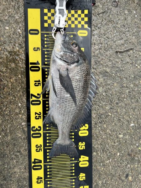 フカセ釣り4回目