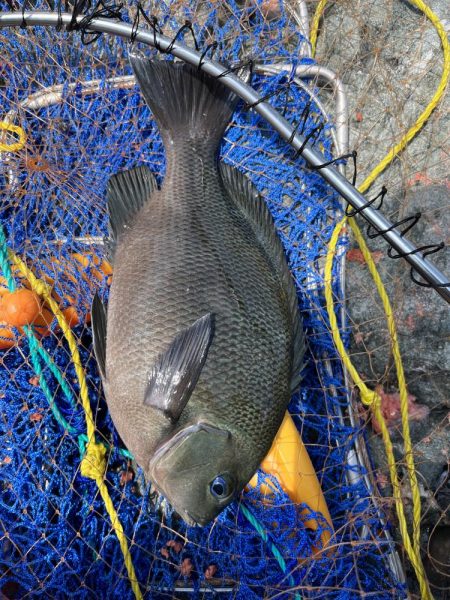 餌取りたくさん