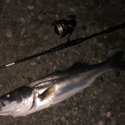 フェザーシーバス！