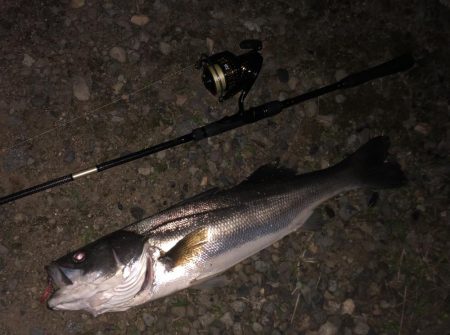 フェザーシーバス！