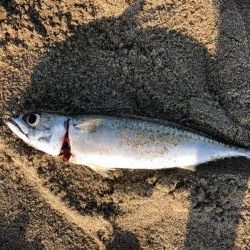 サーフアジング