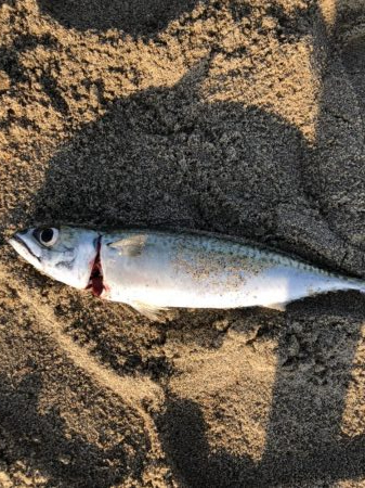 サーフアジング