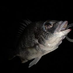 チヌハンターパート12