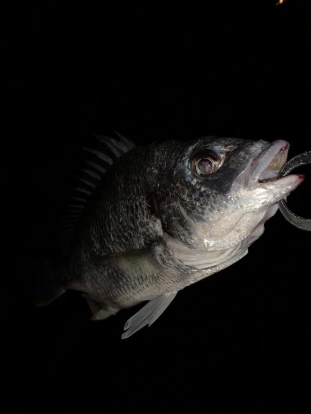 チヌハンターパート12