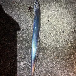 タチウオです！！！