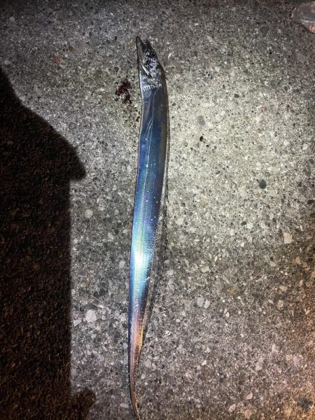 タチウオです！！！