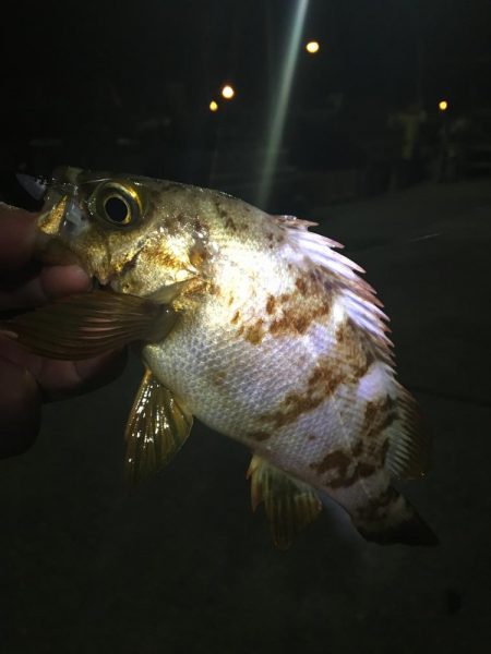 たかたかの釣り日記