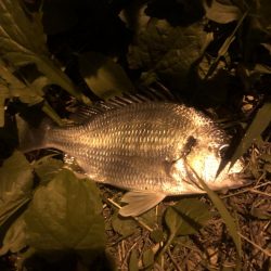 チヌの夜釣り