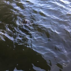 vjは何にでも効く