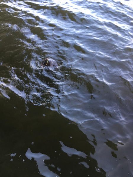 vjは何にでも効く