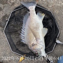 大阪港ヘチ釣り