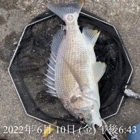 大阪港ヘチ釣り