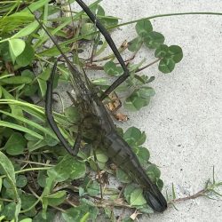 初のテナガエビ