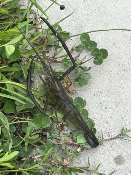 初のテナガエビ