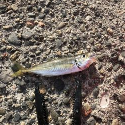 アジング 低活性