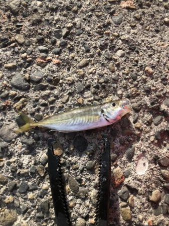 アジング 低活性