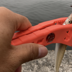 名古屋港でキス釣り