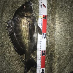 チヌ が飛び出した!